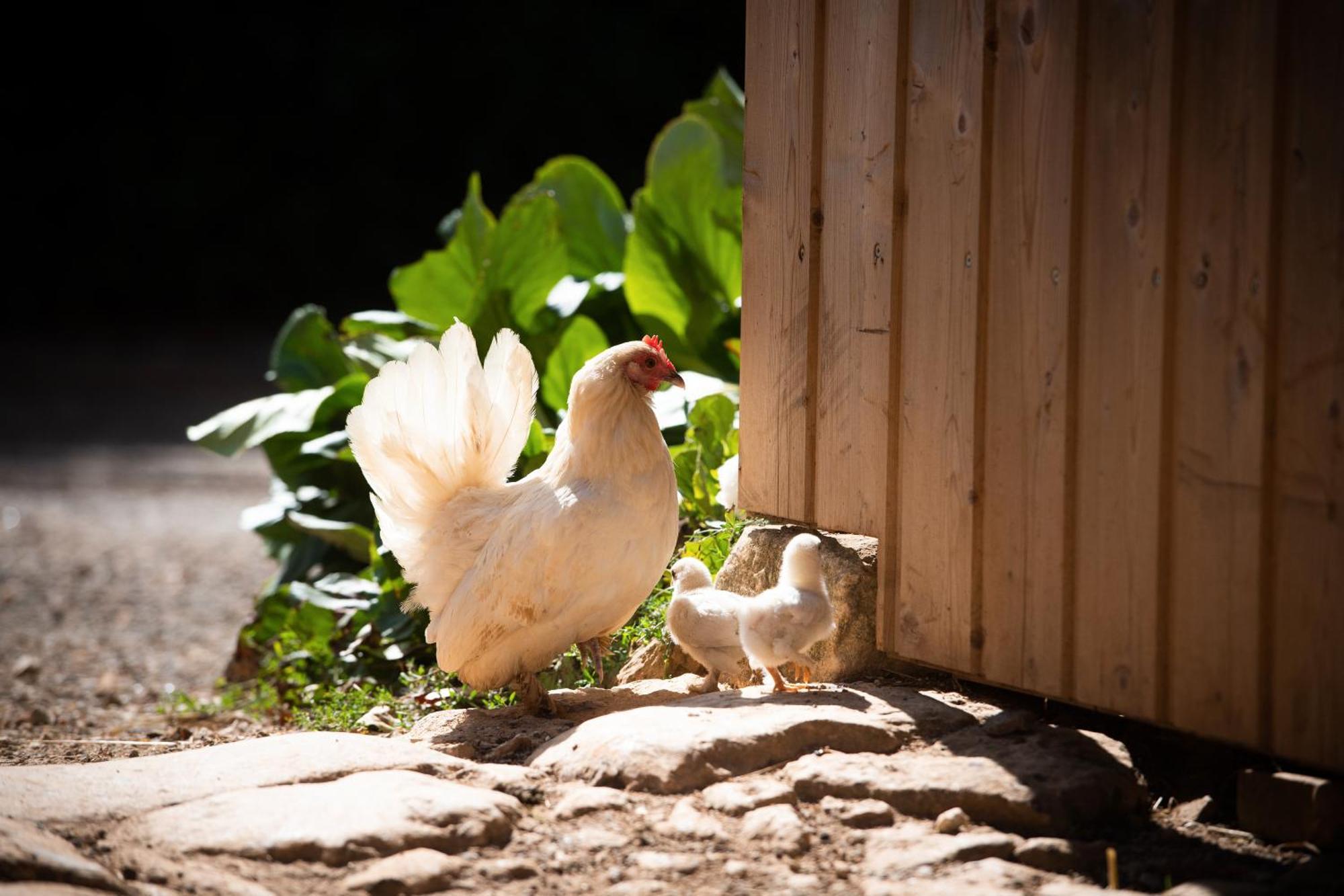 Domaine De La Briouse Bed and Breakfast Sanxay Εξωτερικό φωτογραφία